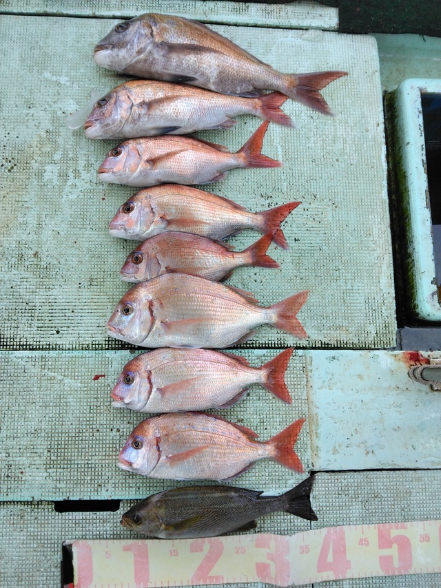 マダイ・チダイ・イサギ(イサキ)