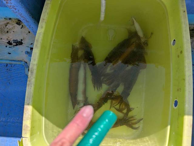 スルメ(スルメイカ)