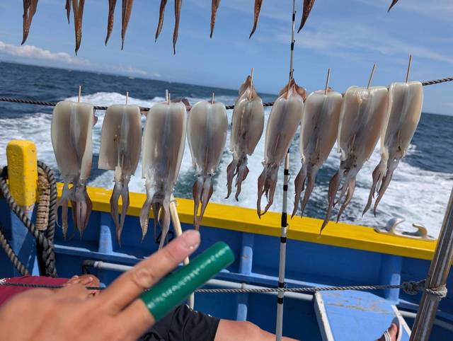 スルメ(スルメイカ)