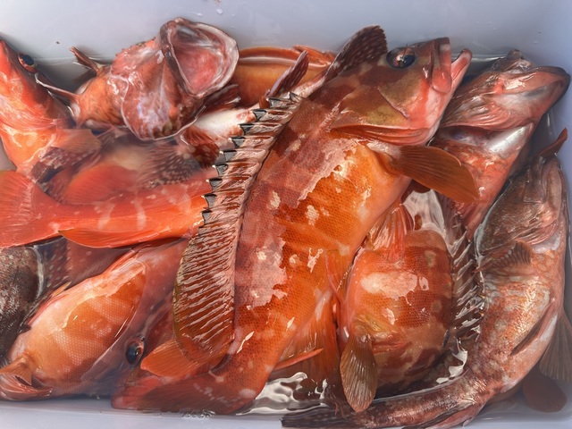 アカハタ・カサゴ