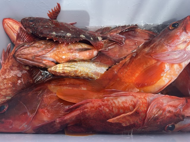 アカハタ・カサゴ