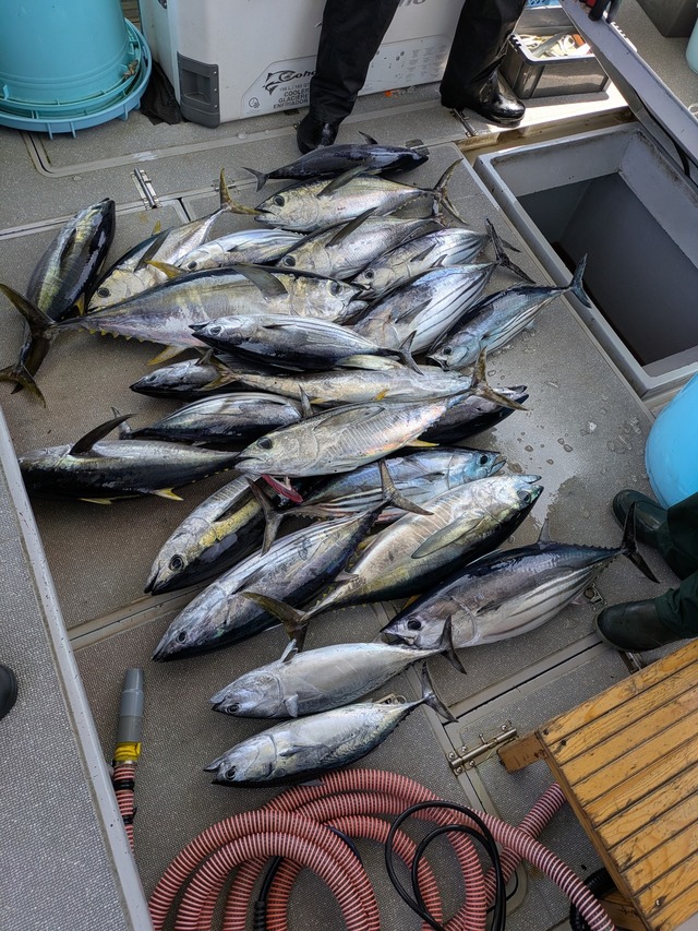 キメジ(キハダ)