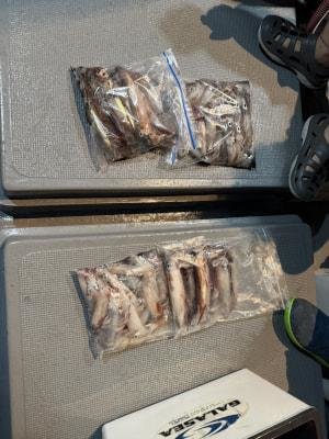 アカイカ(ケンサキイカ)・スルメイカ