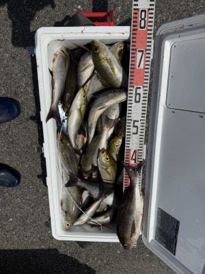 イサギ(イサキ)