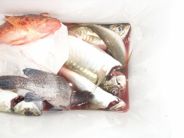 シロイカ(ケンサキイカ)・スルメ(スルメイカ)