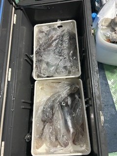 イカ(ケンサキイカ)