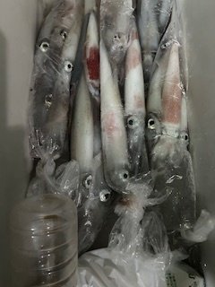 イカ(ケンサキイカ)