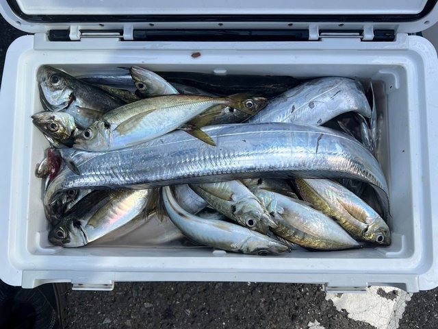 アジ(マアジ)・タチウオ