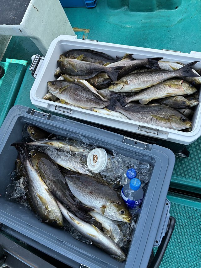 イサギ(イサキ)