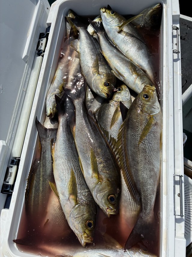 イサギ(イサキ)