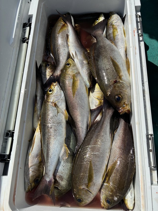 イサギ(イサキ)