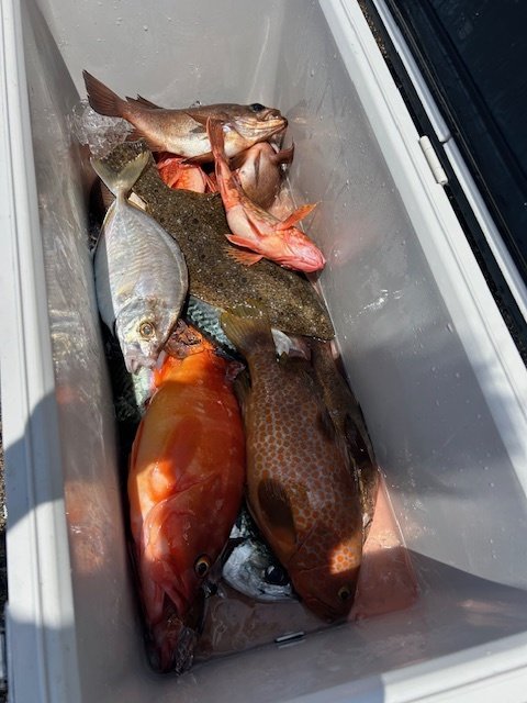 アカハタ・キジハタ