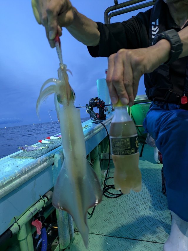 イカ(ケンサキイカ)