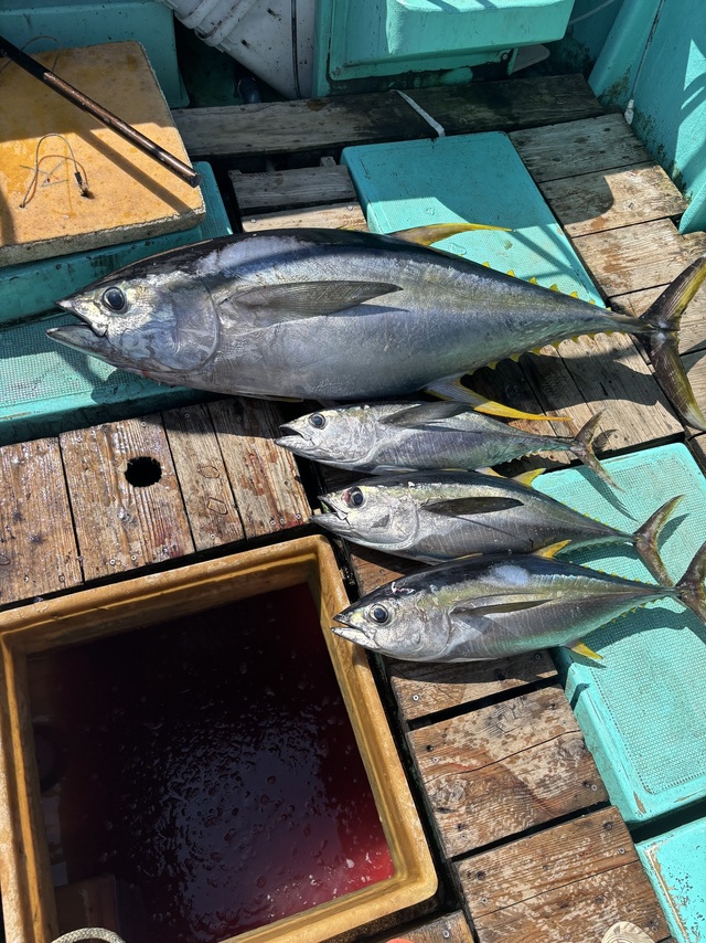 キハダ・キメジ(キハダ)