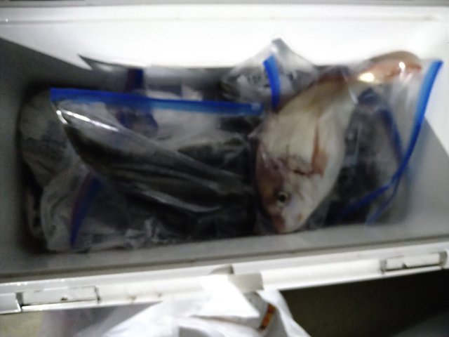 レンコ(キダイ)