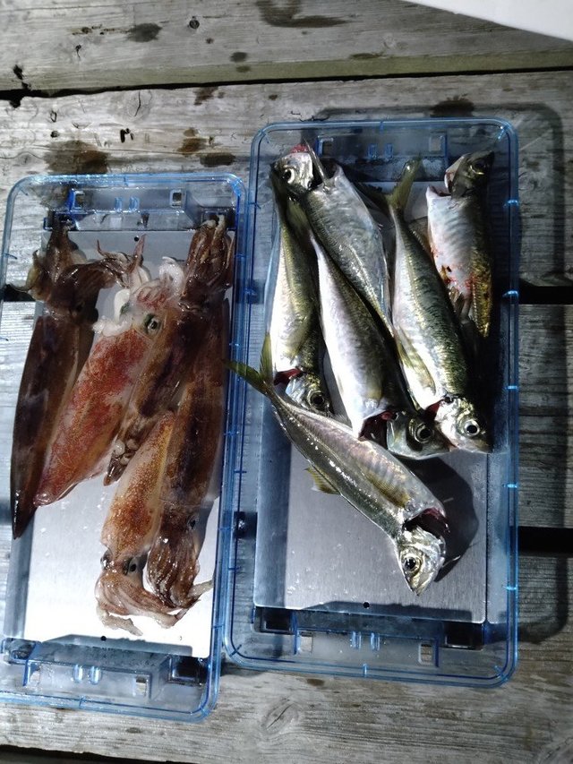 アジ(マアジ)・ケンサキ(ケンサキイカ)・スルメ(スルメイカ)