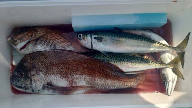 マダイ・サバ(ゴマサバ)