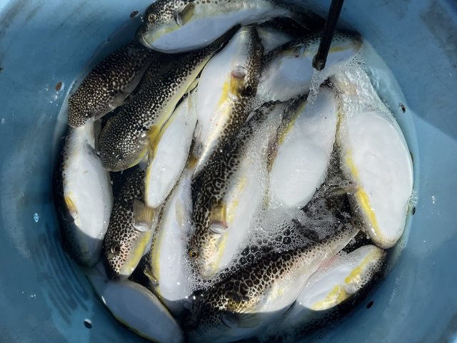 フグ(ショウサイフグ)