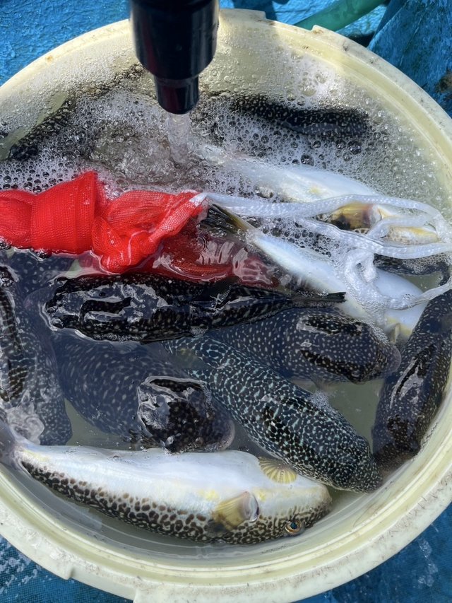 ショウサイフグ