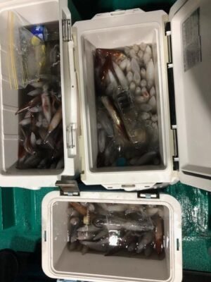 アカイカ(ケンサキイカ)