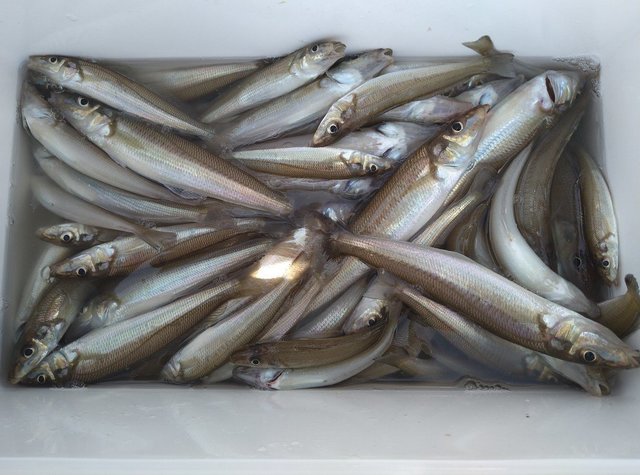 キス(シロギス)