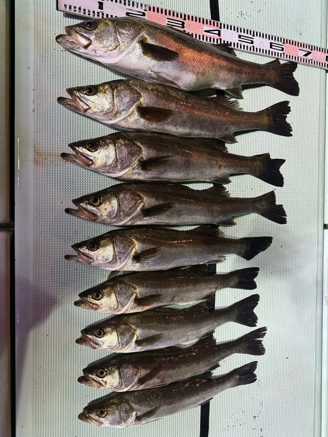 マタカ(スズキ)