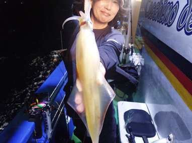 マイカ(ケンサキイカ)