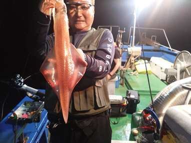 マイカ(ケンサキイカ)