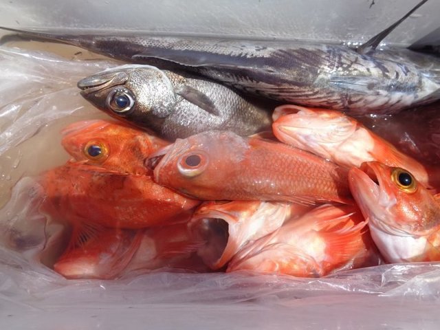 クロムツ・アカムツ・オキカサゴ(ウッカリカサゴ)