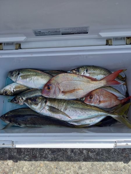 チャリコ(マダイ)・タイ(マダイ)・アジ(マアジ)