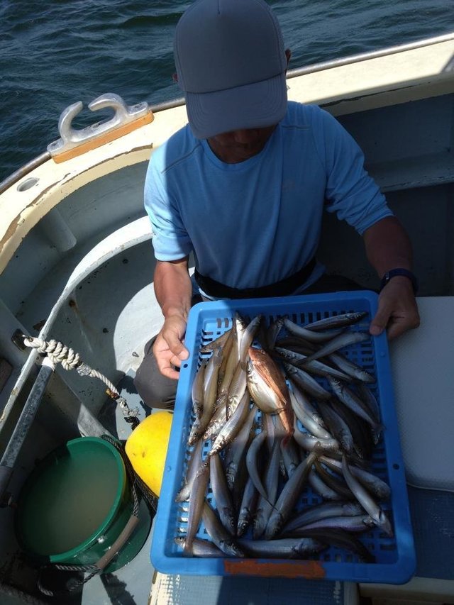 シロキス(シロギス)