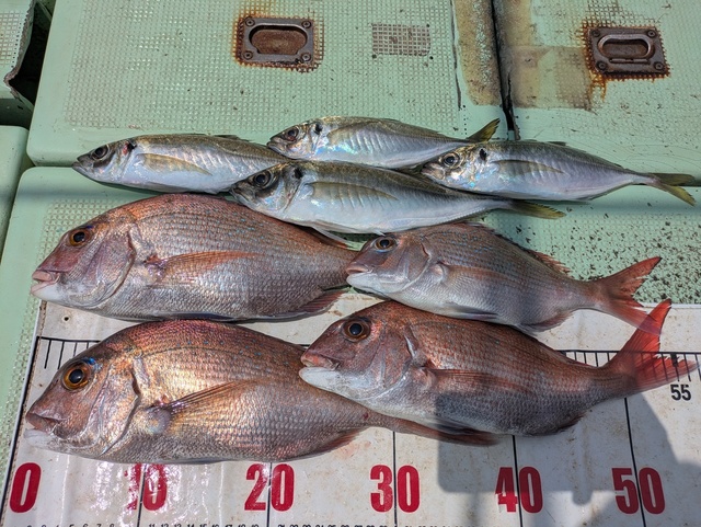 タイ(マダイ)・アジ(マアジ)