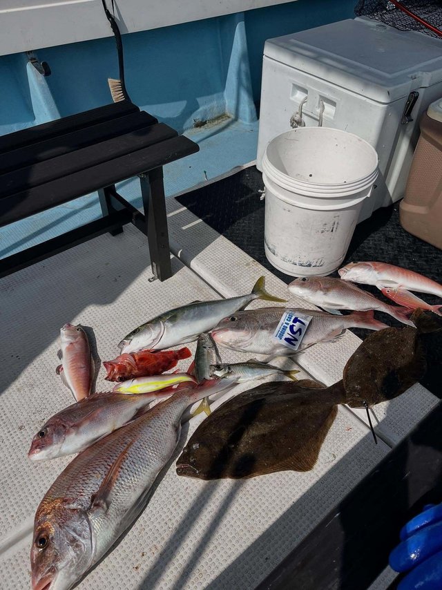 マダイ・アマダイ(アカアマダイ)・イトヨリ(イトヨリダイ)・カサゴ・ヒラメ