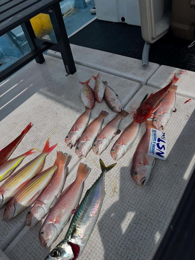 アマダイ(アカアマダイ)・イトヨリ(イトヨリダイ)・ホウボウ・サバ(ゴマサバ)