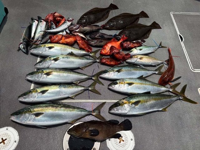 マハタ・ハマチ(ブリ)・チカメキントキ・カサゴ・ヒラメ・サバ(ゴマサバ)