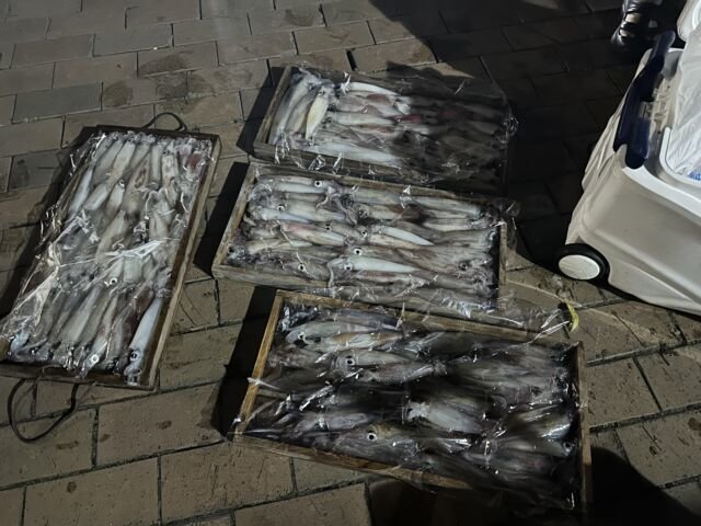 ケンサキ(ケンサキイカ)