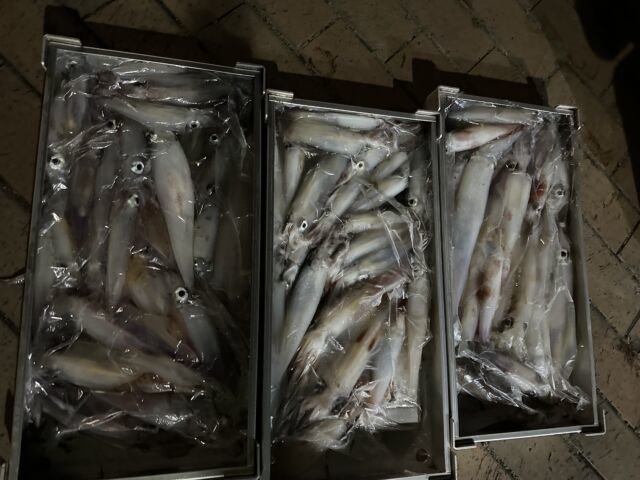 ケンサキ(ケンサキイカ)