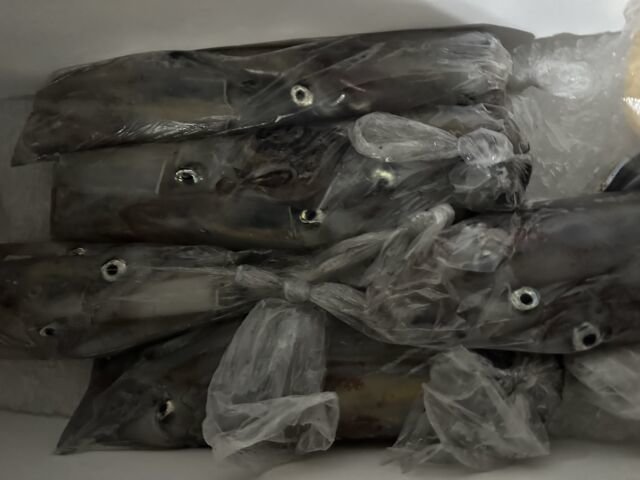 ケンサキ(ケンサキイカ)