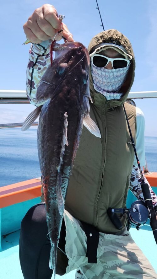 マゾイ(キツネメバル)