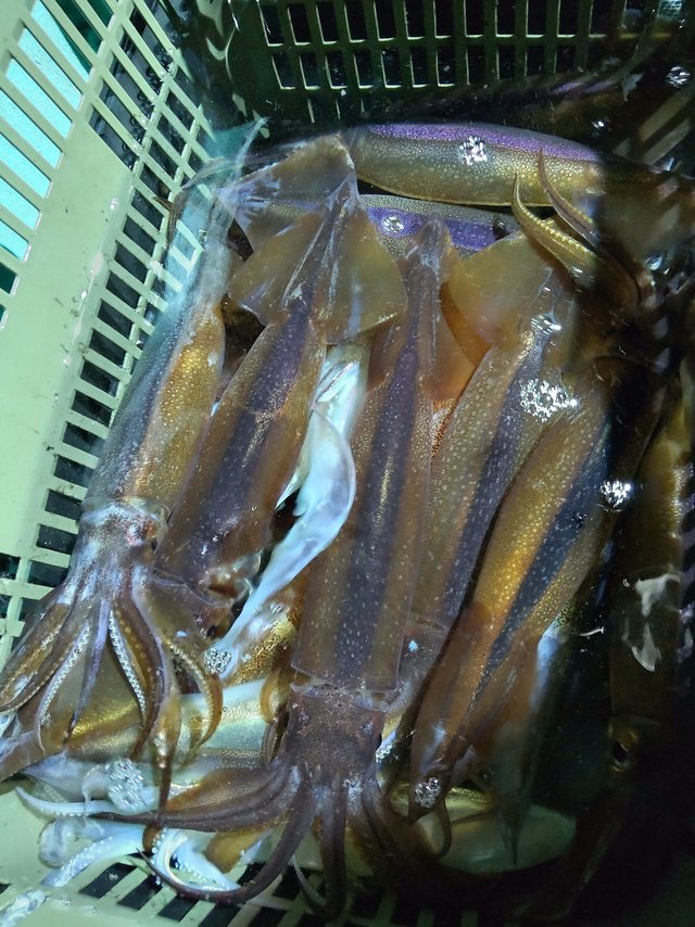 シロイカ(ケンサキイカ)