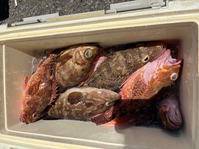 クエ・キジハタ・カサゴ・メバル・ワニゴチ