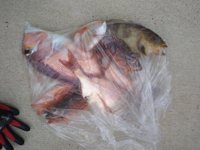 アオハタ・アマダイ(アカアマダイ)