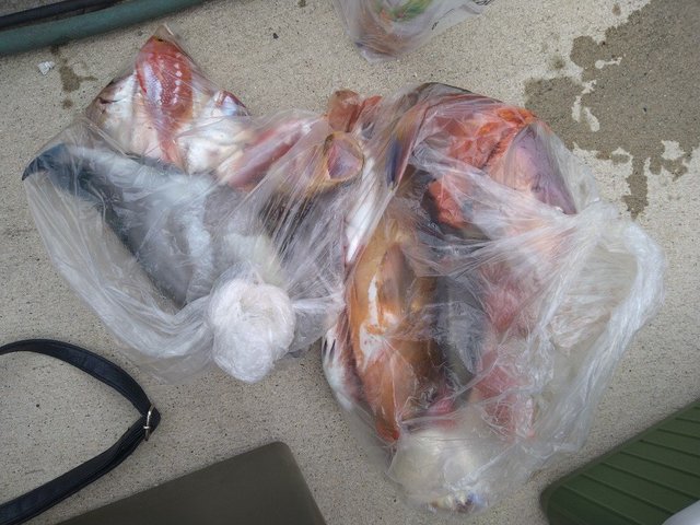 レンコ(キダイ)・アジ(マアジ)