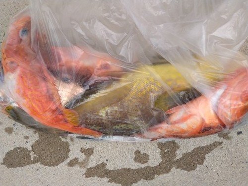 チダイ・アオハタ