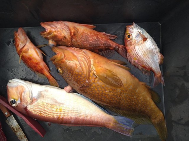 チダイ・アオハタ・アマダイ(アカアマダイ)