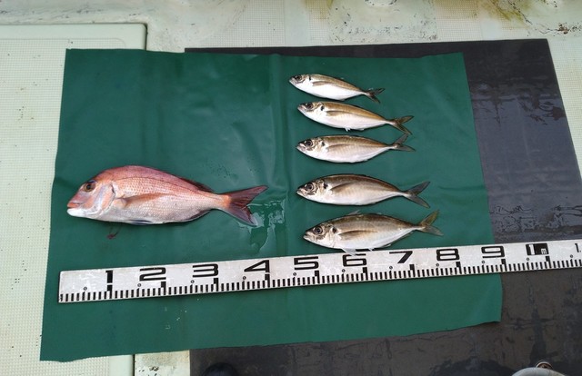 マダイ・マアジ