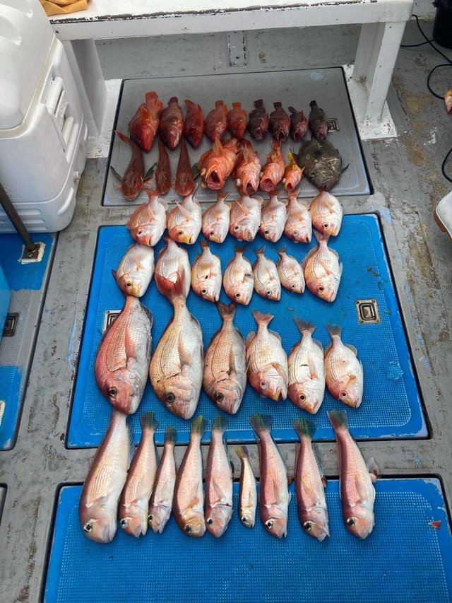 タイ(マダイ)・アカハタ・アマダイ(アカアマダイ)