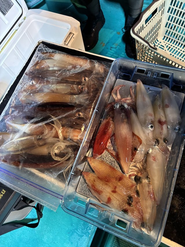 アカイカ(ケンサキイカ)