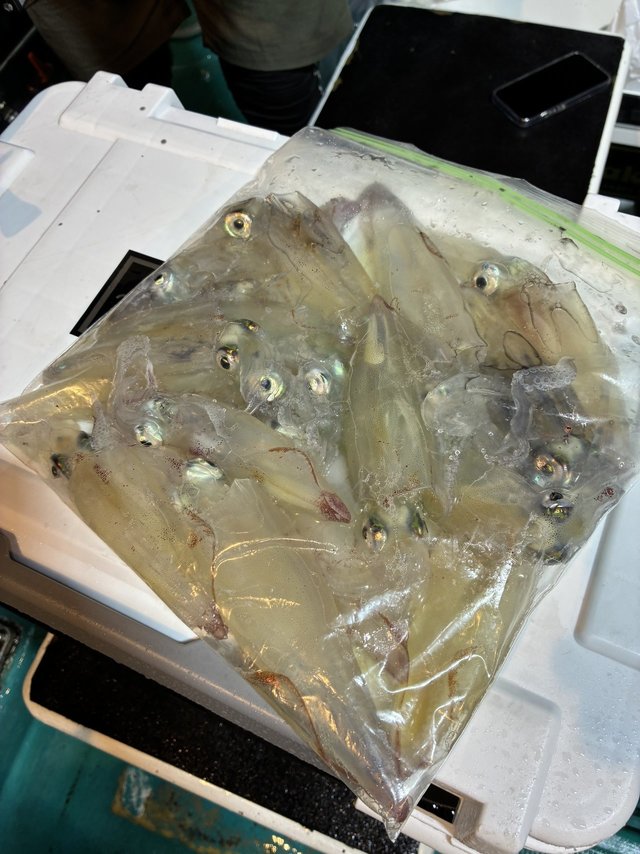 アカイカ(ケンサキイカ)