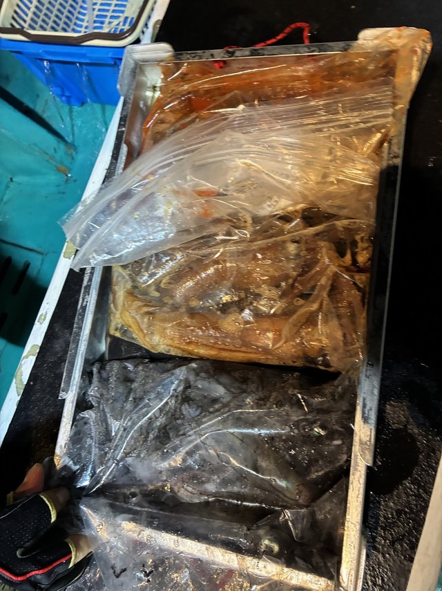 アカイカ(ケンサキイカ)